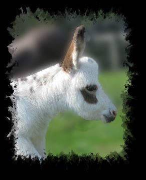 Critter Haven Farm Miniature Donkeys